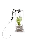✅ TECNOLOGÍA MINÌ FUN. Nuestras suculentas verdaderas se almacenan en una cápsula de policarbonato reciclable irrompible con ojos de ventilación para un microclima adecuado que garatiza el desarrollo y crecimiento de tu mini planta. La base de la cápsula está dividida en 2 partes para trasplantar el cactus en una maceta con facilidad y tiene orificios de absorción para evitar inutiles pérdidas de agua. La tierra también ha sido diseñado para asegurar la absorción de agua.