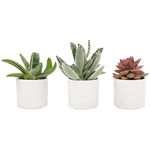 Plants for Pets Succulents (3 PK), Live Succulent Plants in White Pots, Mini Succulents Plants, Unique Gardening Gifts for Plant Lovers Cover