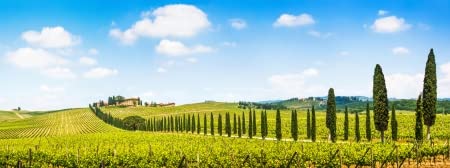 Adrium - Lienzo decorativo (50 x 20 cm), diseño de paisaje de Tuscany con Vineyard en The Chianti Region, Tuscany, Italia