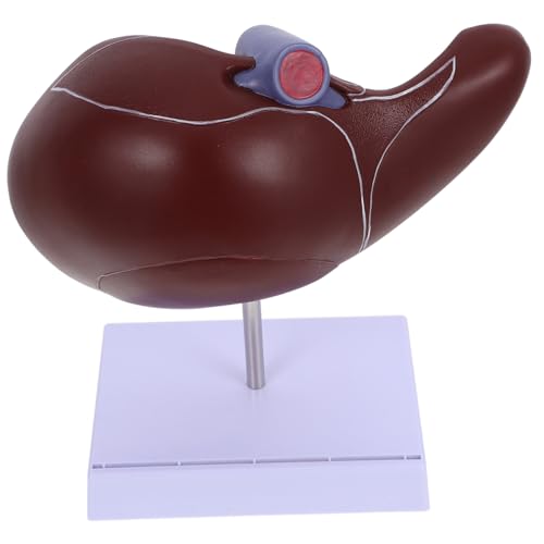 Modèle de foie d'exposition en détails réalistes pour formation médicale