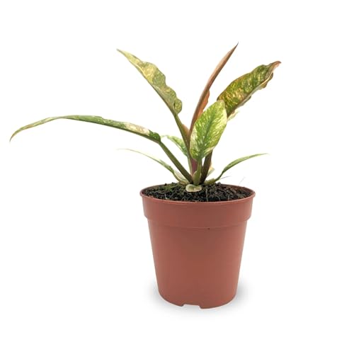 Philodendron 'Ring of Fire' 25cm (12cm Nursery Pot)