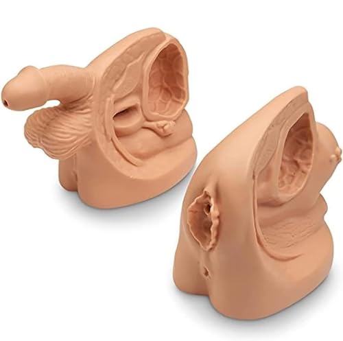 Generisch 2pcs männlich und weiblich Katheter Anatomie Modell PVC Katheter Einfügung Modell mit digitalen Anatomie Markierungen für Bildung Demonstrationen Training