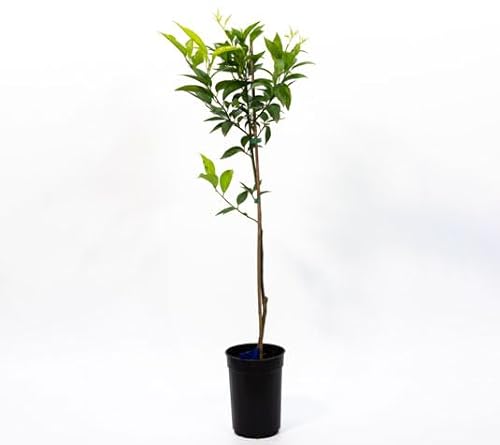 Mandarino Árbol Natural Cultiva tus Propias Mandarinas Cítricas