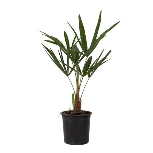 Plant in a Box - Trachycarpus Fortunei - Set de 4 - Palmier de Chine - Palmier exterieur - Pot 15cm - Hauteur 35-45cm