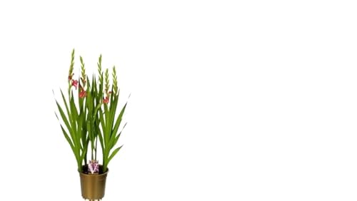 Gladiolo Natural de Exterior | Planta Bulbosa con Flor Ideal para Jardines