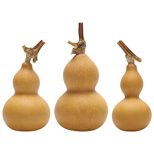 Theaque 3 calabazas secas naturales para escritorio, calabazas naturales chinas, regalos de Año Nuevo