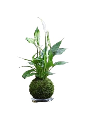 Flor Natural KOKEDAMA Artesanal DECOALIVE Planta Spathiphyllum en Bola de Musgo