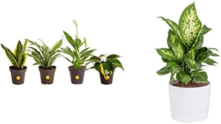 Costa Farms Live Plants, Indoor Houseplants in Planter Pots, Air Purifiers in Potting Soil & Dieffenbachia, Air Purifying Live Indoor Plant