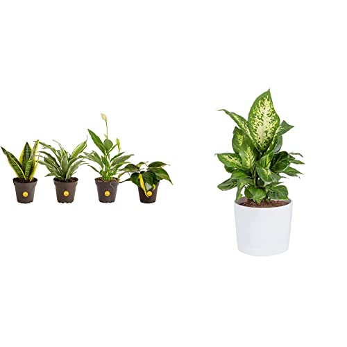 Costa Farms Live Plants, Indoor Houseplants In Planter Pots, Air Purifiers In Potting Soil & Dieffenbachia, Air Purifying Live Indoor Plant #TOP8