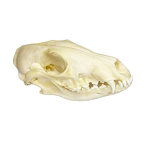 Wugakio 1pc Real Bone Fox Skull, Animal Skeleton Specimen for Sketching Reference, Gothic Ornament for Study Room, Curiosities and Oddities Decor, Science Museum Quality