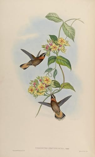 Cuadro en lienzo de John Gould solución decorativa elegante para paredes de oficina
