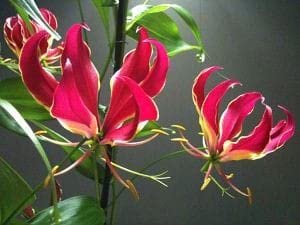 Gloriosa Climbing Lilies Flower bulbs, Flame lily, fire lily, gloriosa lily, glory lily (pack of 12 Flower bulbs)