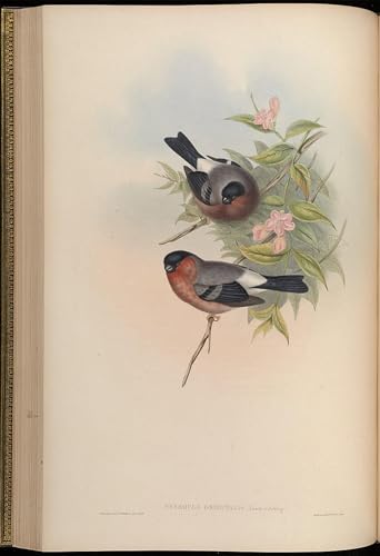 Tableau oiseau Pyrrhula de John Gould impression wall art 60x90cm