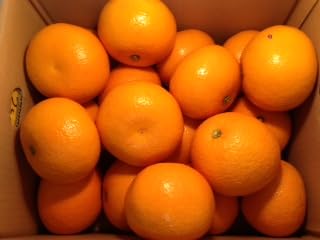 皮が薄くて食べやすい／ジュワッと果汁たっぷり！ 和歌山県由良町限定の「ゆらみかん」 年末だけの限定出荷真穴みかん Ｍ・Ｌサイズ (L)のサムネイル