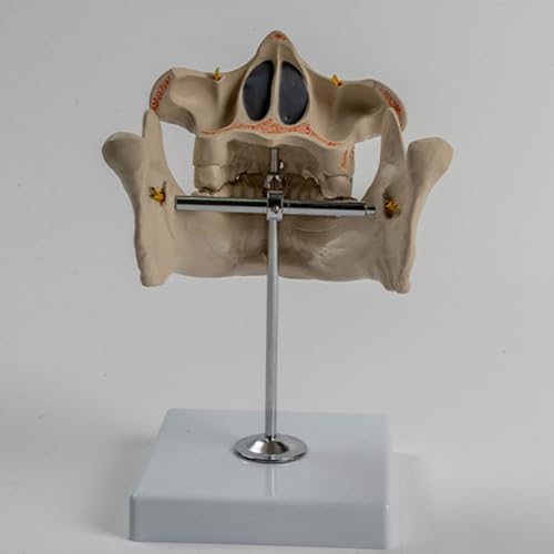 Modelo de anatomía para resolver dudas sobre dientes permanentes y encía 3