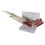 Muscled Elbow Joint Anatomical Classroom Education Model CEM