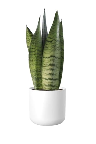 Planta Natural - Lengua de Suegra COMPRAR