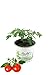 Produktbild Balkontomate Siderno F1, Tomatenpflanze, Tomaten Pflanzen, 2 Pflanzen im Topf!