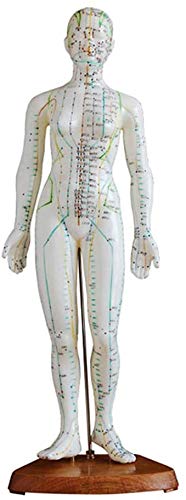 Human Body Model Of Acupuncture Points Female Acupuncture Model Human ...