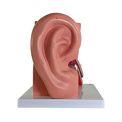 Axis Scientific Human Ear Model, 5 Times Enlarged 4 Dimensional Model With 3 Parts Showing Major Regions Of The Ear – Includes Base, Detailed Product Manual #TOP7