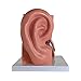 Axis Scientific Human Ear Model, 5 Times Enlarged 4 Dimensional Model with 3 Parts Showing Major Regions of The Ear – Includes Base, Detailed Product Manual