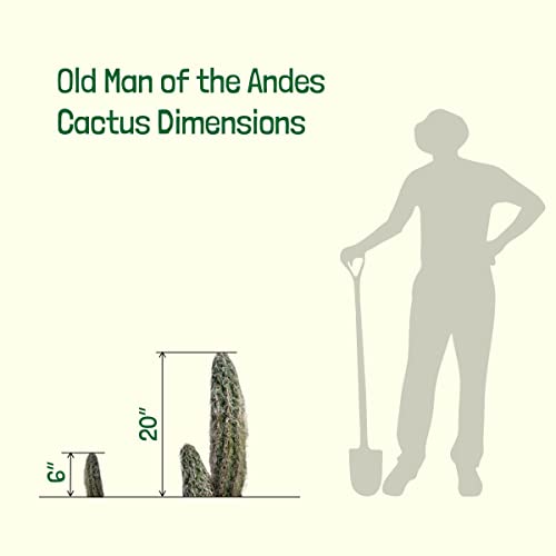 Cactus Outlet - Old Man of The Andes Cactus Plants Live, 10 Gal Live Plants Indoor & Outdoor Use, Rare Large Live Cactus - Landscape Ready Large Cactus Plant Live Delivered Right to Your Door