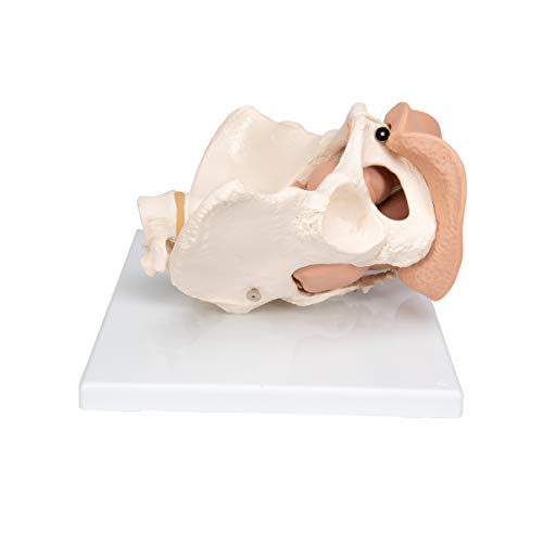Image of 3B Scientific L31 Female Pelvis Skeleton w / genital organs 3-part - 3B Smart Anatomy