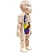 TOYANDONA Modelo de Cuerpo Humano Juguete para Niños DIY Miniatura Rompecabezas del Cuerpo Humano Modelo de Ensamblaje de Niño Pequeño Juego de Anatomía Juego de Broma Juguete de Miedo
