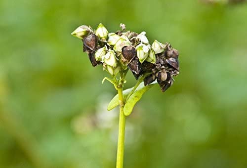 Miniatura 7 de Food to Live Harina orgánica de trigo sarraceno de grano entero, 2 libras, sin OMG, Kosher, sin blanquear, sin bromar, sin enriquecer, molida en