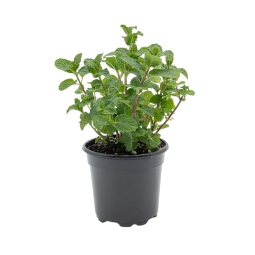 1 Live Spearmint Plant (Mentha Spicata) – Fragrant & Flavorful Herb, Thriving in 4” Nursery Pot