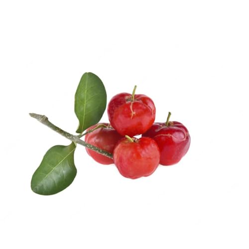 Muda de Acerola Doce Produtiva Boa Para Vasos E Quintal