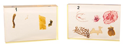 Image of W99319 Animal Kingdom Collection Case of 12,Grade: 1 to 12, 5 inch Height, 15.5 inch Wide, 18.5 inch Length