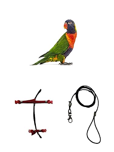 Cuerda elástica de 3 mm Lori Arcobaleno negra para cuello 2