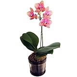 自動給水ポットで簡単水やり マイクロ胡蝶蘭 1本立ち ピンク系 アクアポット 2.5号鉢 椎名洋ラン園 胡蝶蘭の育て方付き