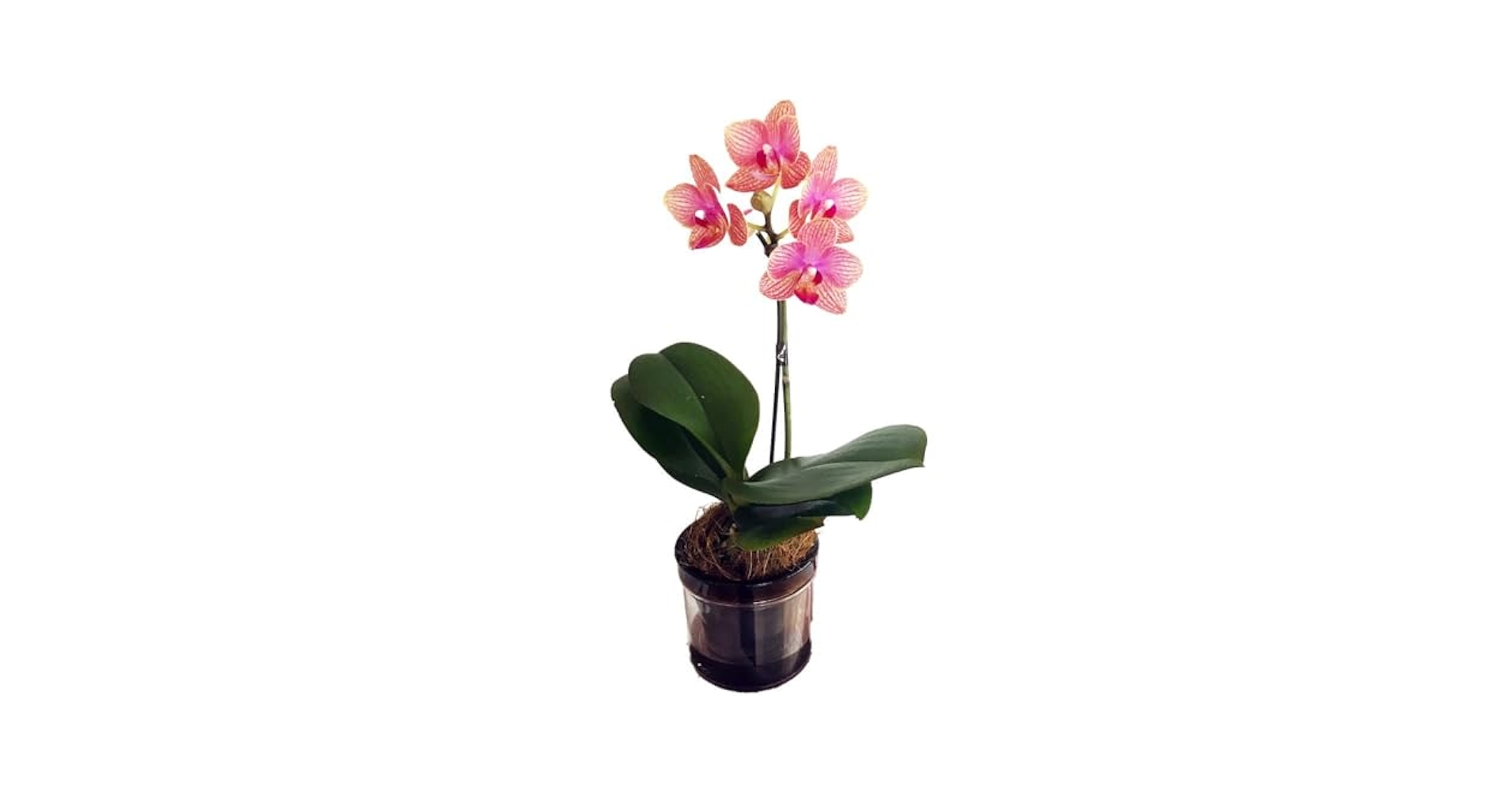 【専用商品】　洋蘭　胡蝶蘭　お試しアソート　6ポット +アジサイ 植木鉢 透明 10鉢セット 蘭の鉢 蝶蘭 穴付き 屋内 胡蝶蘭鉢