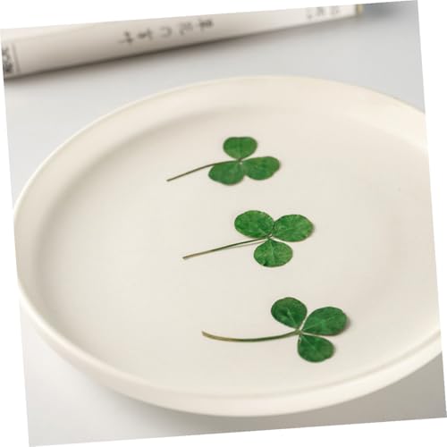 24pcs Plantas secas de trébol prensado para manualidades miniatura 5