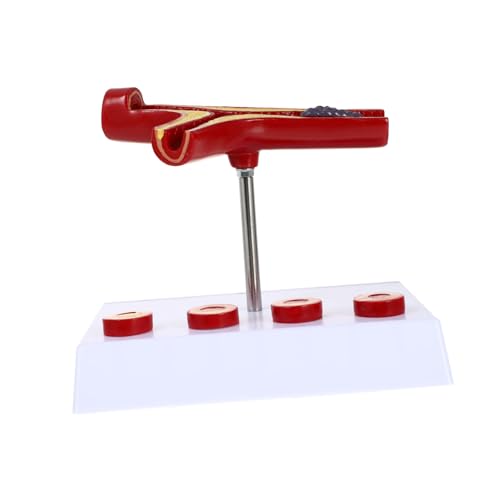 Modèle anatomique de la circulation sanguine humaine en PVC pour cours de science