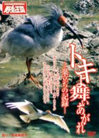 トキよ舞い上がれのイメージ画像１