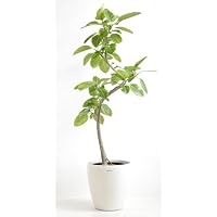 Amazon｜AONOKI アルテシマ 曲がり 6号 フィカス 80cm〜100cm 観葉植物