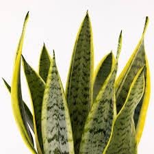 Healthy Vibe Sansevieria Trifasciata Laurentii Yellow Green Live Plant Rare Exotic Healthy Live Plant(Laurentii)-image-24