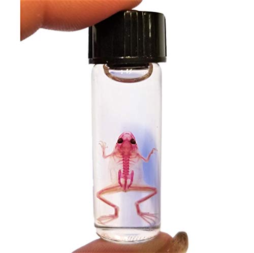 BicBugs Real Pink SKELETONIZED DIAPHONIZED African Dwarf Preserved in Vial Wet Specimen