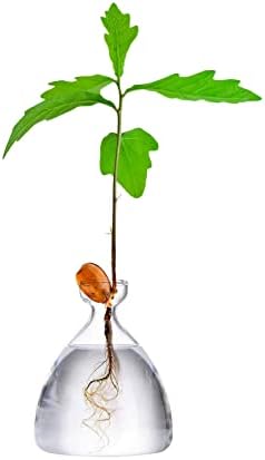Maveite Acorn Tree Growing Vase Acorn Seed Sprouting Starter Planter Kit Hydroponics Terrariums Pot Deco Glass Propagation Vases Gardening Chirstmas Gifts for Her Him