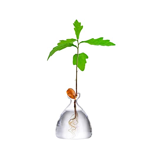 Maveite Acorn Tree Growing Vase Acorn Seed Sprouting Starter Planter Kit Hydroponics Terrariums Pot Deco Glass Propagation Vases Gardening Chirstmas Gifts For Her Him #TOP3