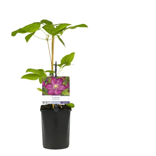 Rampicante - Clematis Ville de Lyon - Fiore rosa - Piante a bassa manutenzione -2-30-40cm - Ø10cm - Pianta da giardino