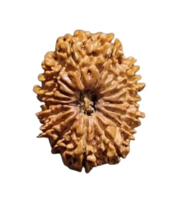 All Stone 16 Mukhi Rudraksha Nepali Original Certified A1 Premium Solah ...