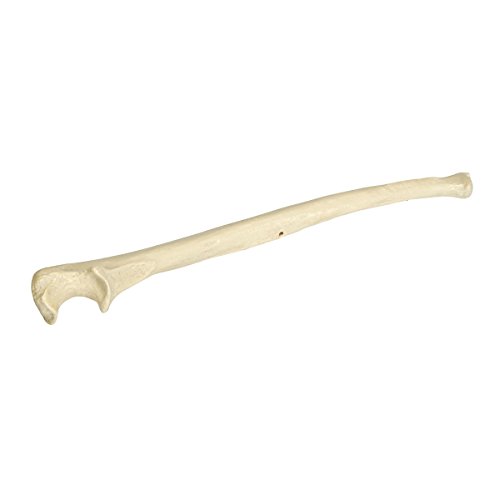 Image of 3B Scientific 1005123 Orthobones Right Ulna Bone Model