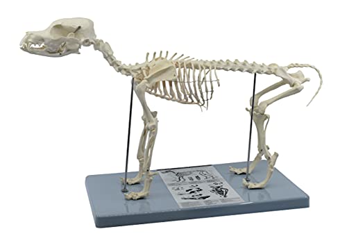 Image of EISCO Dog Skeletal System, Anatomical Model, 12 inch Tall - Medical Quality, Mounted to Base- Eisco Labs