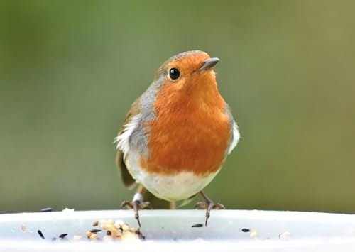 1kg Robin's Choice Insect Mix Bird Food - Perfect for Hanging Feeders, Ground Feeders, and Bird Tables - Image 4