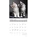 Willow Creek Press, Cat Rules 2026 Wall Calendar, 12'' X 12'', 18-Month Calendar with Stapled Binding