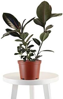 Leaf & Linen 6" Grow Pot, Live Indoor/Outdoor-Air Houseplant and Office Décor | Bright Light Collection, 6 INCH, Rubber Tree-Ficus Burgundy